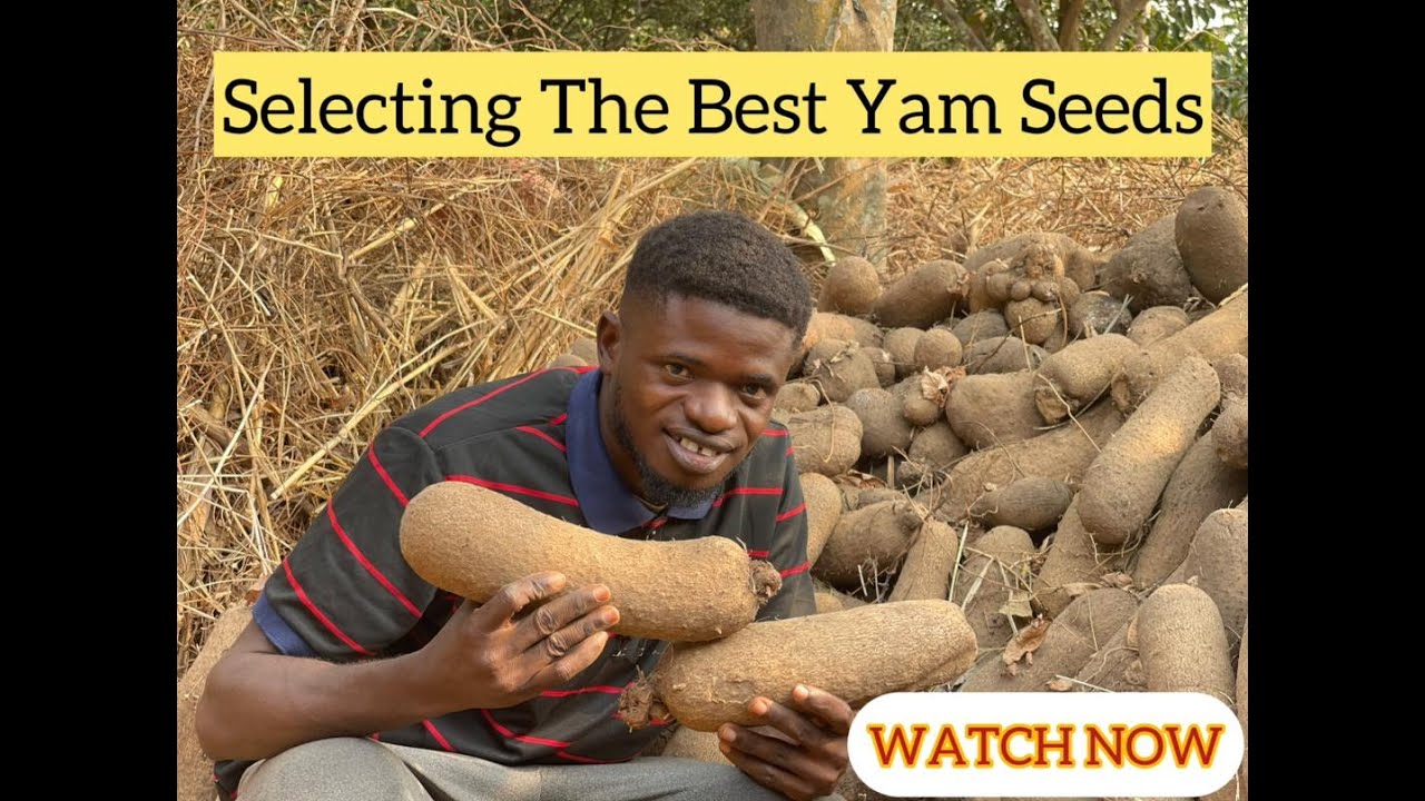 Yam Seeds Selection. How To Identify Good Yam Seeds For Planting That Lead To Maximum Yield