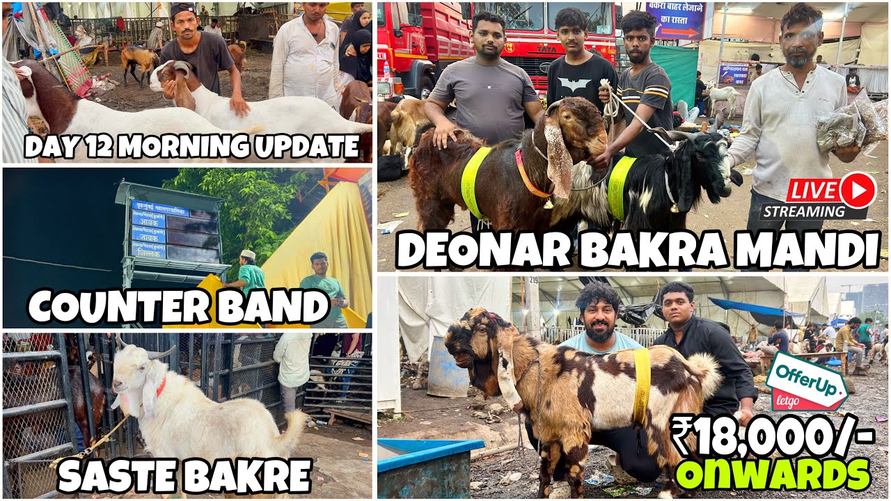 DEONAR BAKRA MANDI MEI AAYE SASTE BAKRE  LAST DAY UPDATE AND FULL MORNING TOUR || GOATS HUB ||