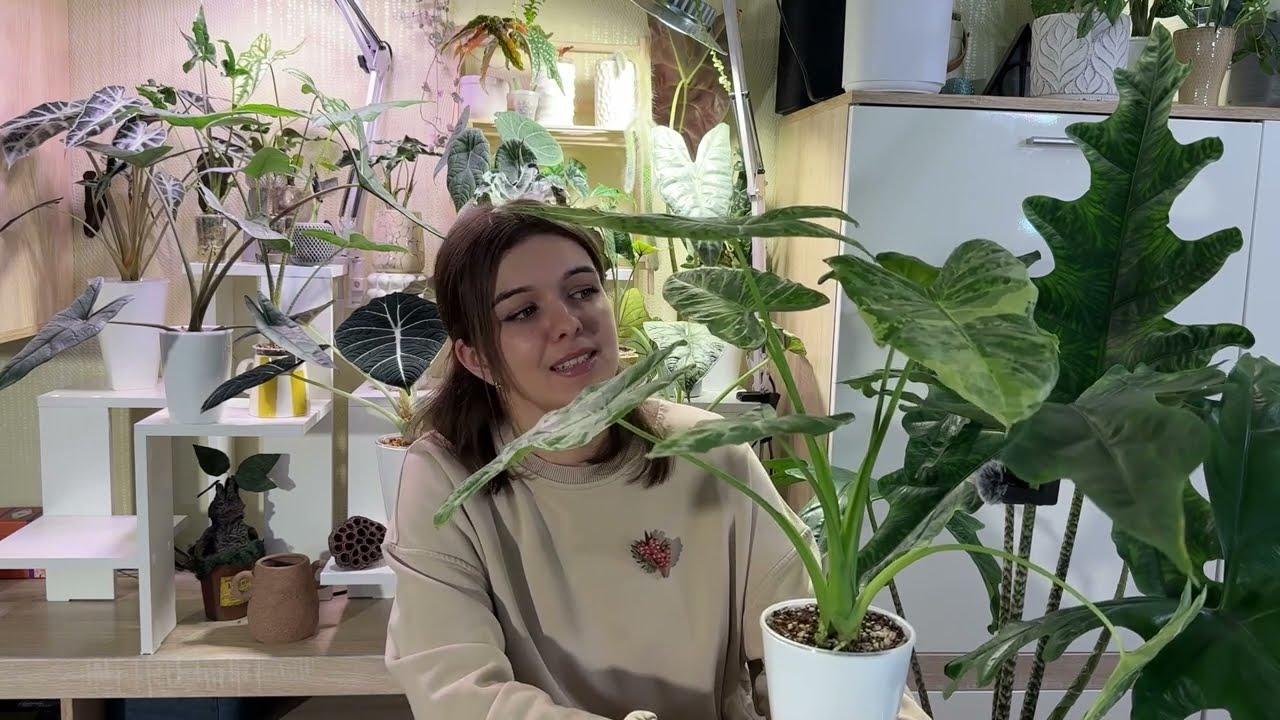 МОИ АЛОКАЗИИ🌱ЧАСТЬ 1🌱САМЫЕ БЛАГОДАРНЫЕ СОРТА