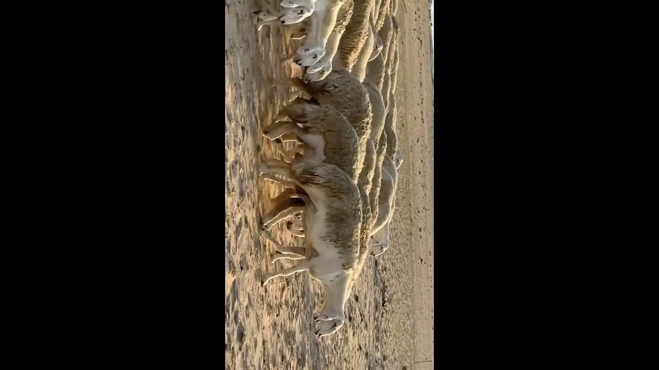 لقاء المربي / عيد الحليفي صاحب مراح قهارات الصنف 🔥🔥🔥🔥🔥