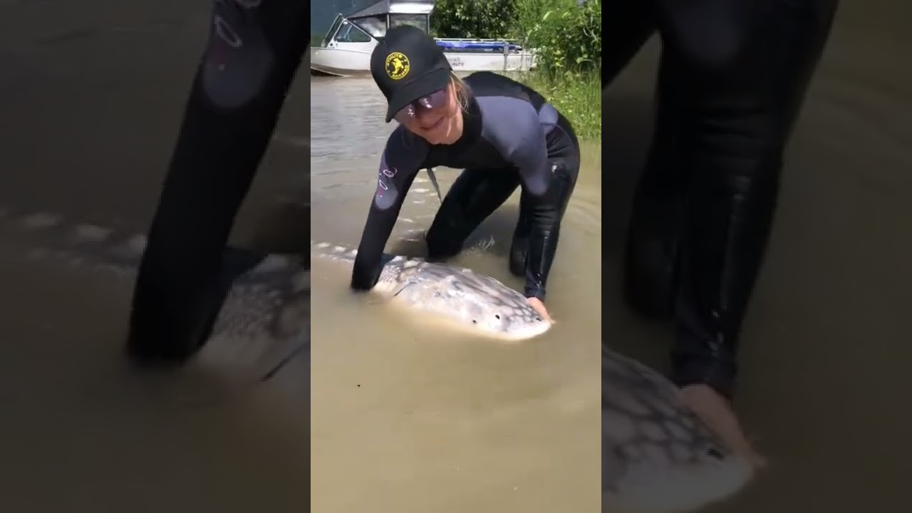 a bigs monster sturgeon fish #shorts #fishing #fish #monster #sturgeon