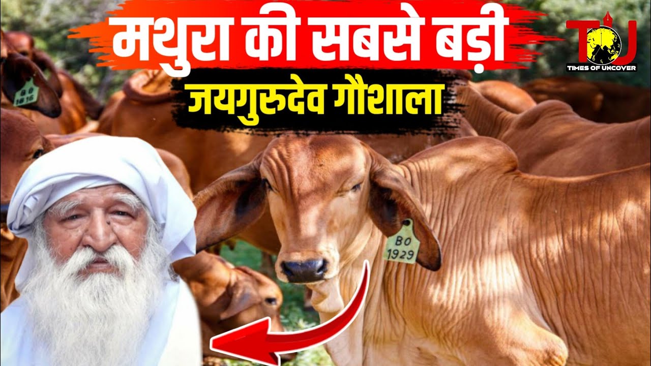 जयगुरुदेव बाबा की गौशाला | Mathura Jaigurudev Ashram Gaushala | Cow Shelter In Mathura 