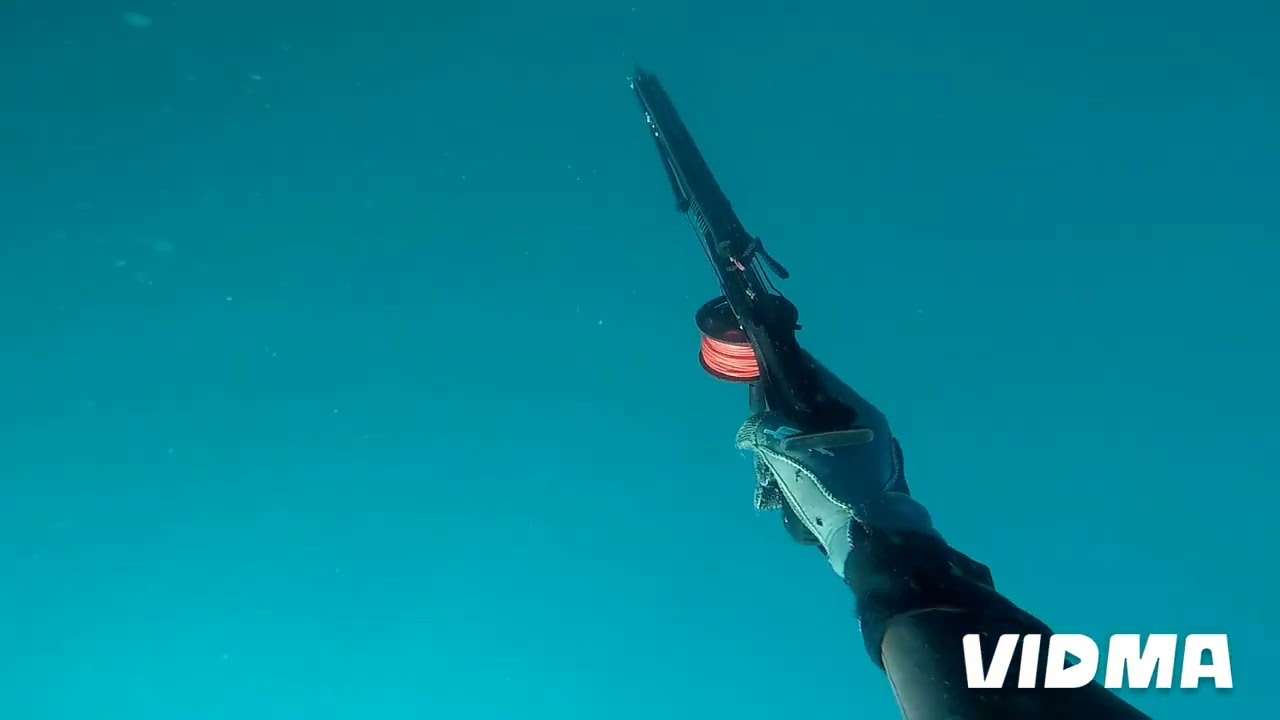 spearing Kingfish in tasmanbay