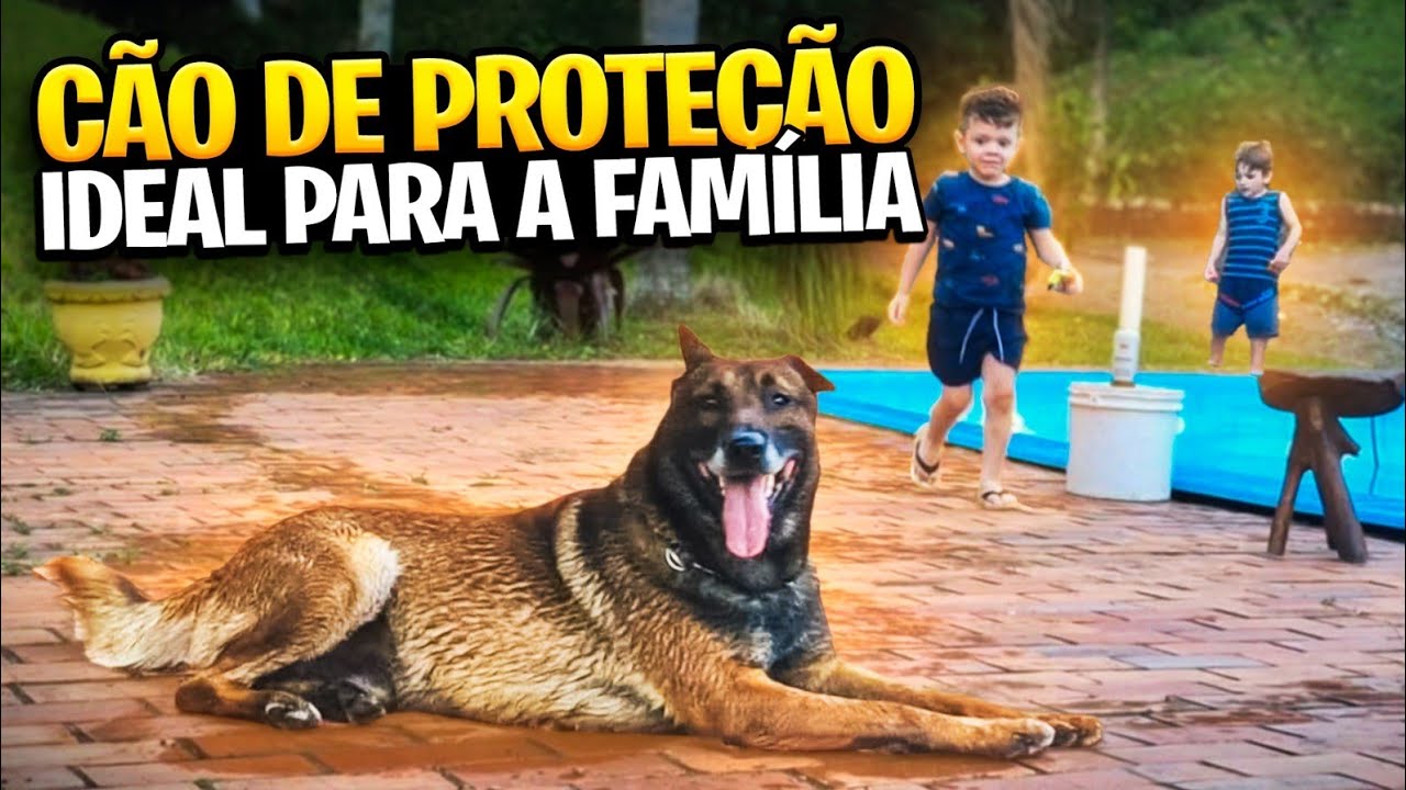 O CÃO DE PROTEÇÃO IDEAL PARA A FAMÍLIA!