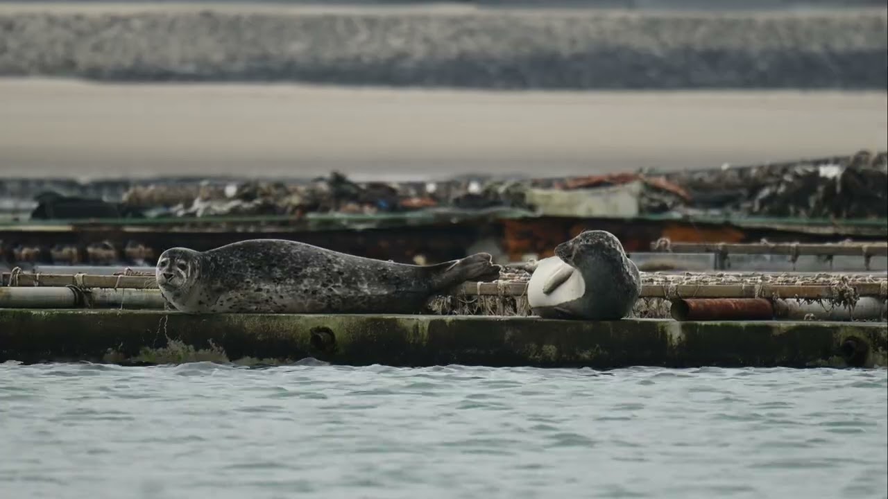Seals at storm surge barrier
