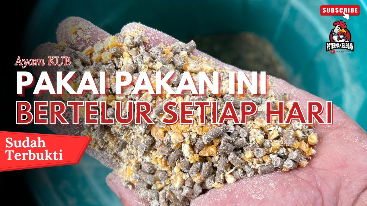 PAKAI PAKAN INI AYAM KUB BERTELUR SETIAP HARI
