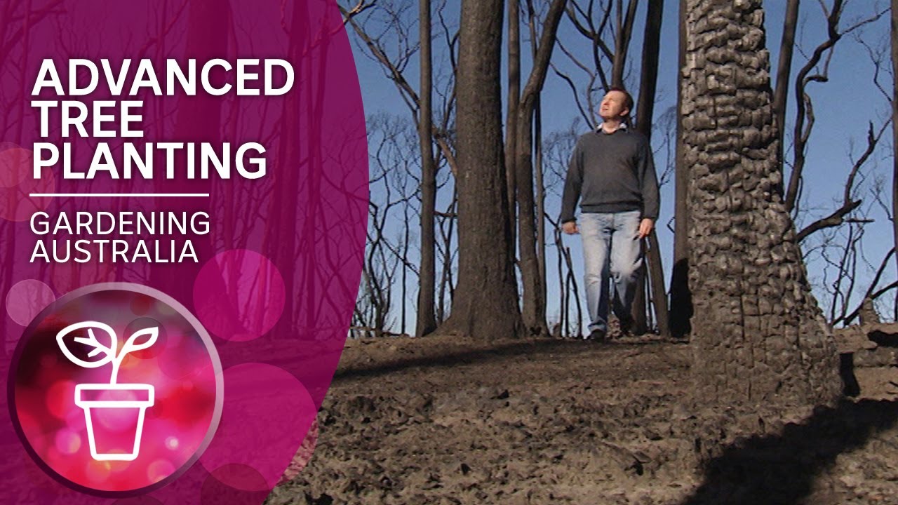 Planting advanced trees to green up fire ravaged areas