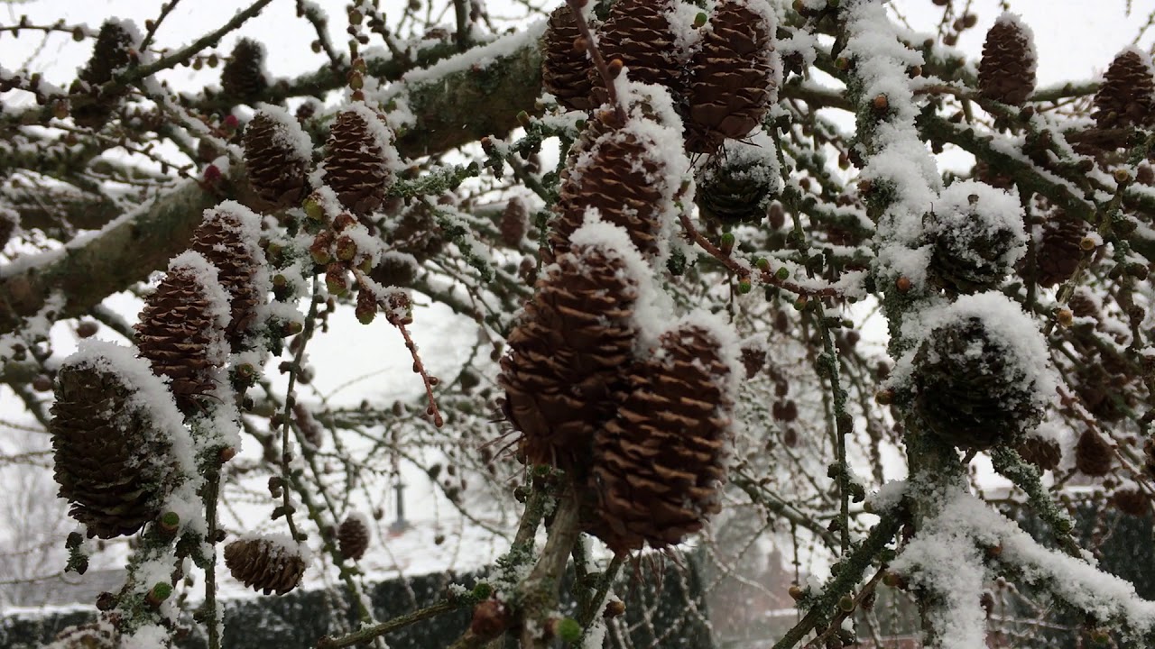 Japanese Larch (Larix kaempferi) - mature female cones (snow) - March 2018
