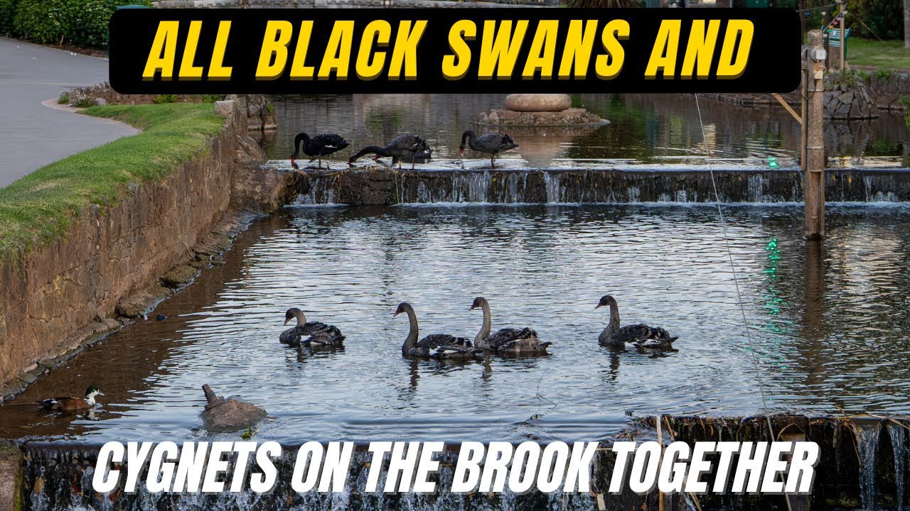 All Dawlish Black Swans and Cygnets Together for the First Time - 8K