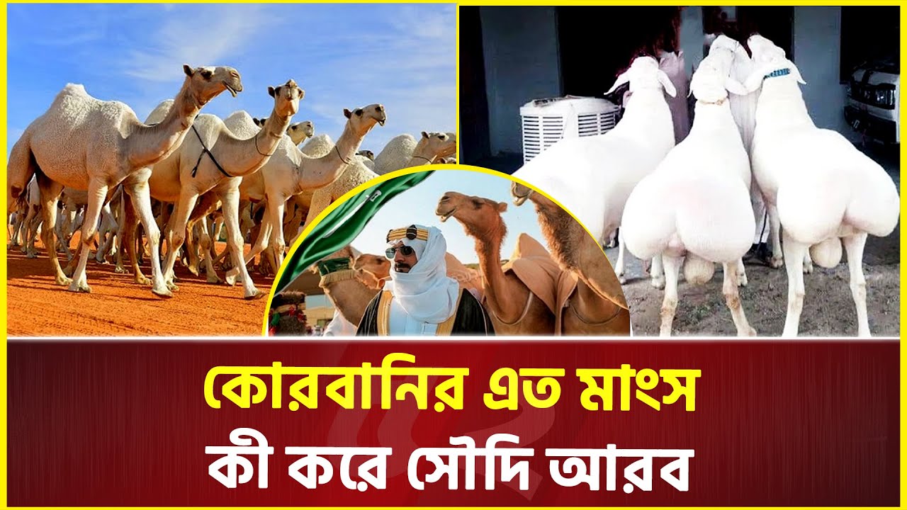 সৌদি আরবে লাখ লাখ পশু কোরবানির মাংস কোথায় যায়  | Saudi Arabia | Qurbani