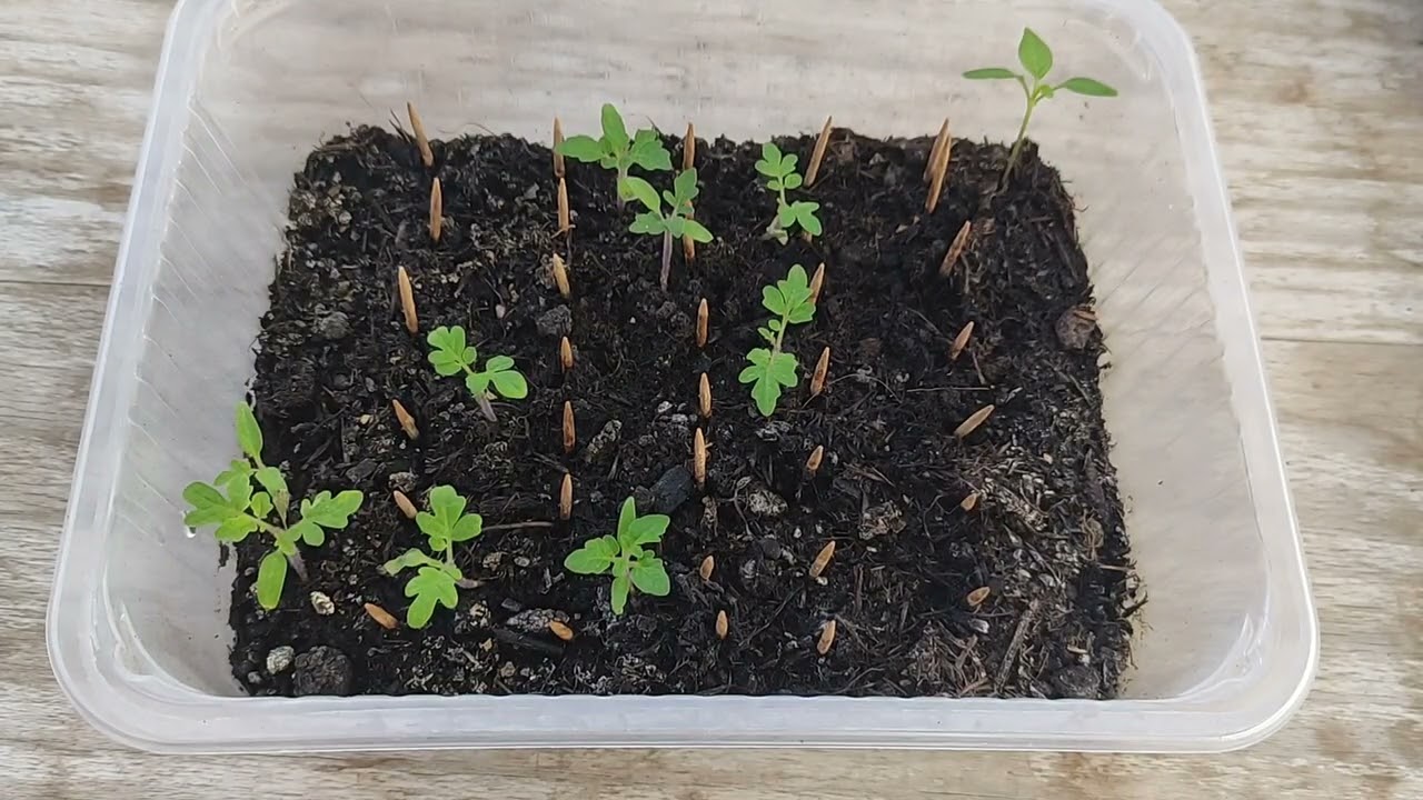 Zimmertomaten auf der Fensterbank