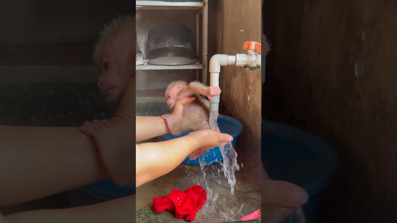 mom washes baby monkey's butt🫢😷