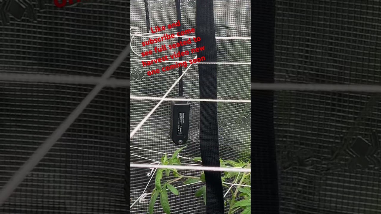 Seed to  harvest coming soon #seed #Harvest #cannabisdaily #fypage
