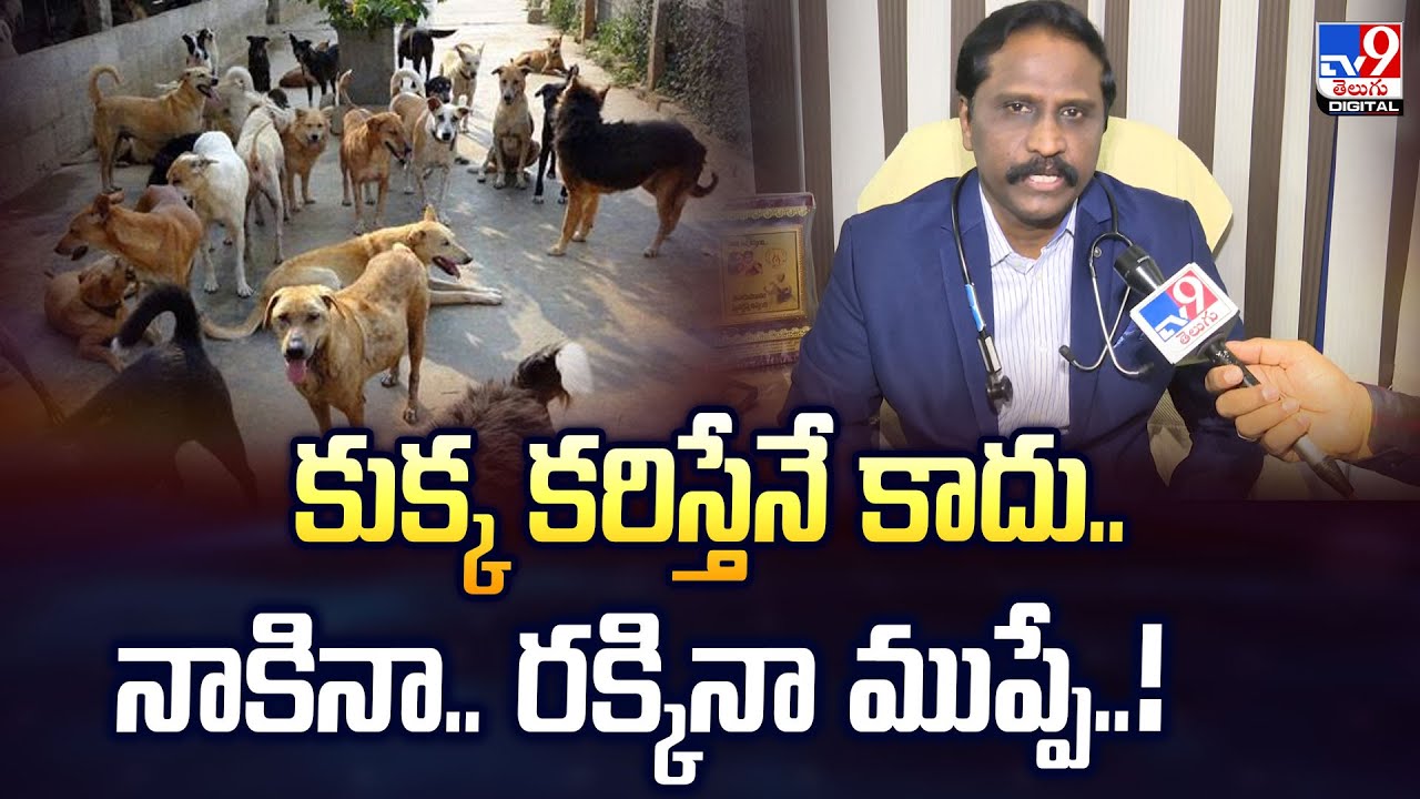 కుక్క కరిస్తేనే కాదు.. నాకినా.. రక్కినా ముప్పే..! - TV9