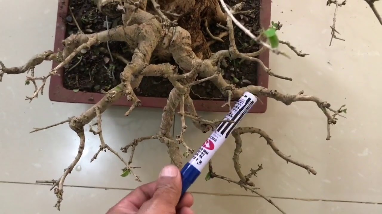 Basic Bonsai Lessons: How to do a Branch Placement, Apex and Top View of a Bonsai
