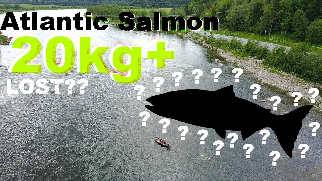 LOST a 20 kg Atlantic Salmon | Day 4 in Namsen | Vlog 06