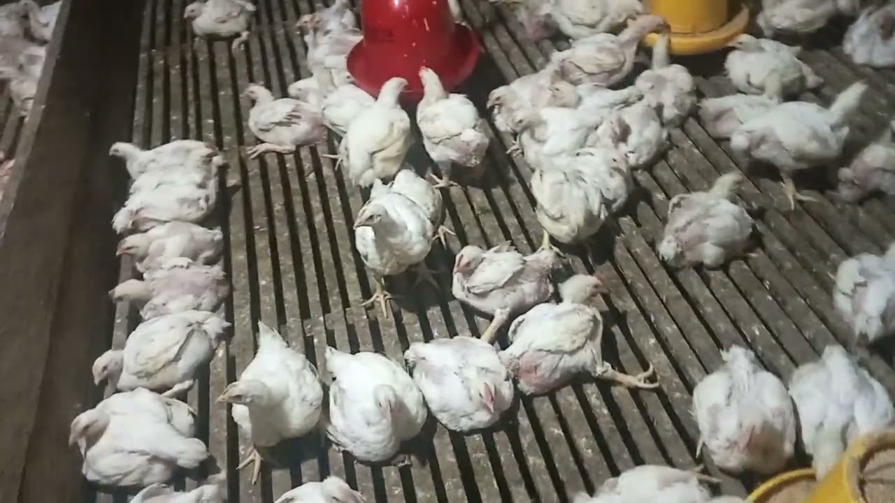 Umur sdh 30 hari perkiraan bobot 1,8 / 1,9