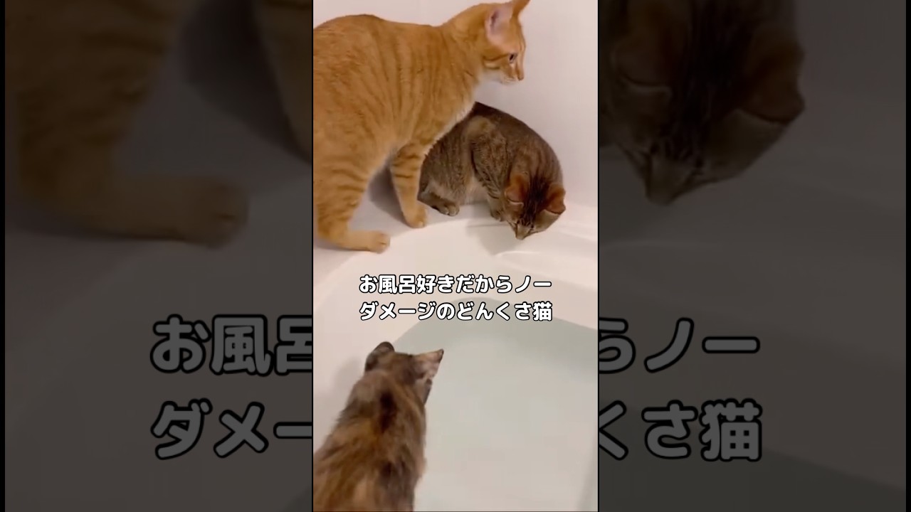 ドジ過ぎだけどお風呂大好きだからノーダメージな猫 #猫 #茶トラ #shorts