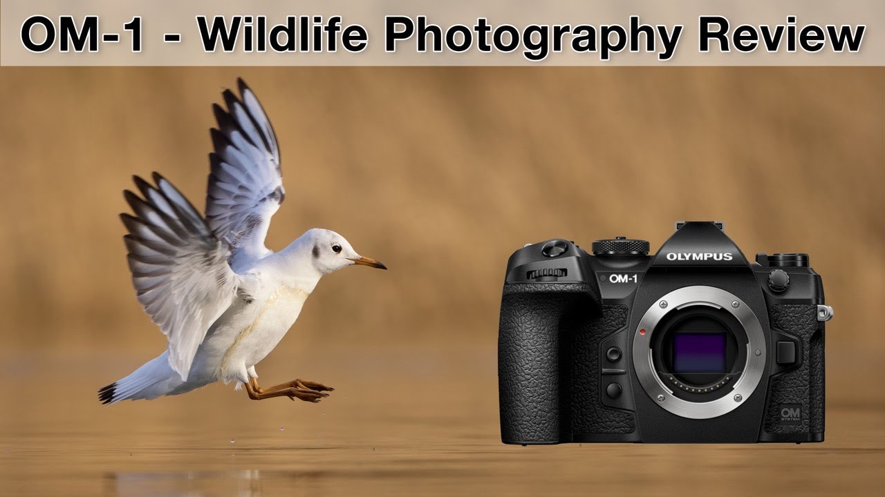 OM-1 for wildlife photographers - My experiences (Review)