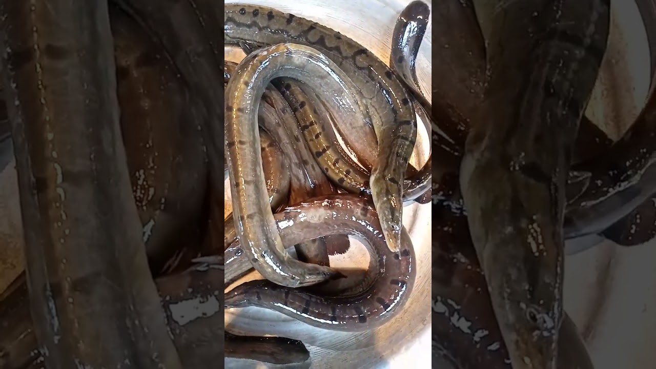 Bamb Fish, baam fish, baim Fish, zigzag Eel Fish.