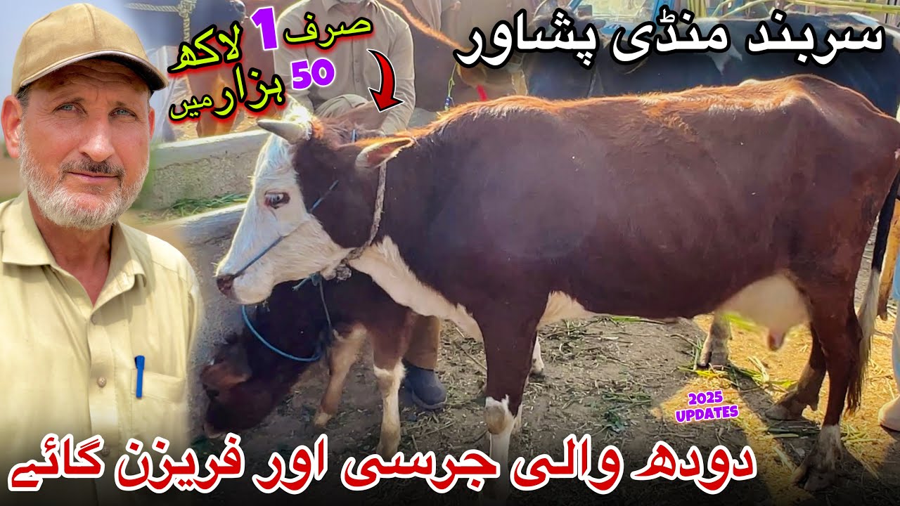 Dairy Milk Cow Sarband Mandi Peshawar New Updates 6/2/2025 | Jersey Cow Price | Khyber Social Tv