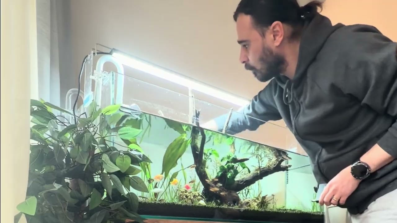 100x40x40 Akvaryum, 3 dk da 🤣 haftalık su değişimi +gübre kullanımı. #akvaryum #aquarium 