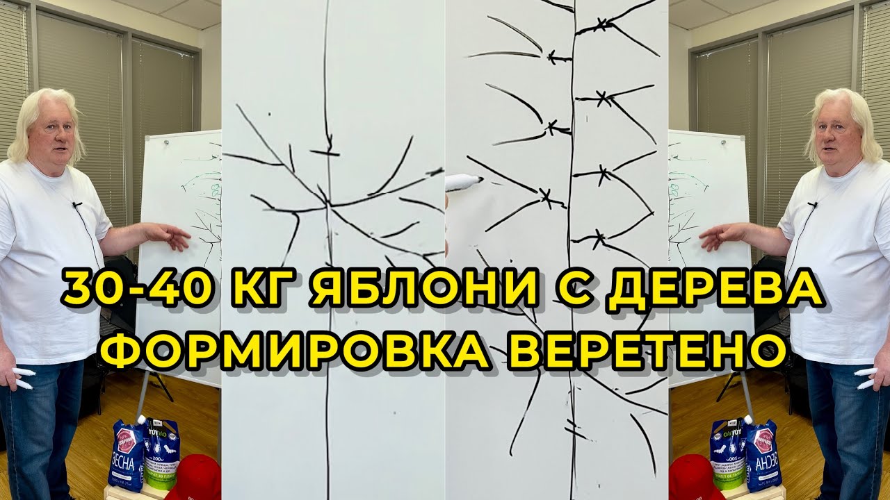 Обрезка яблони, форма ВЕРЕТЕНО для компактных садов. Обильный урожай — 30-40 кгс дерева!!!