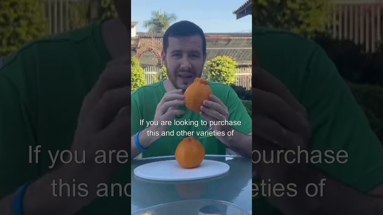 dekopon mandarin #DekoponMandarin#CitrusFruit#SweetCitrus#JuicyTangerine#HealthySnacks#CitrusLover