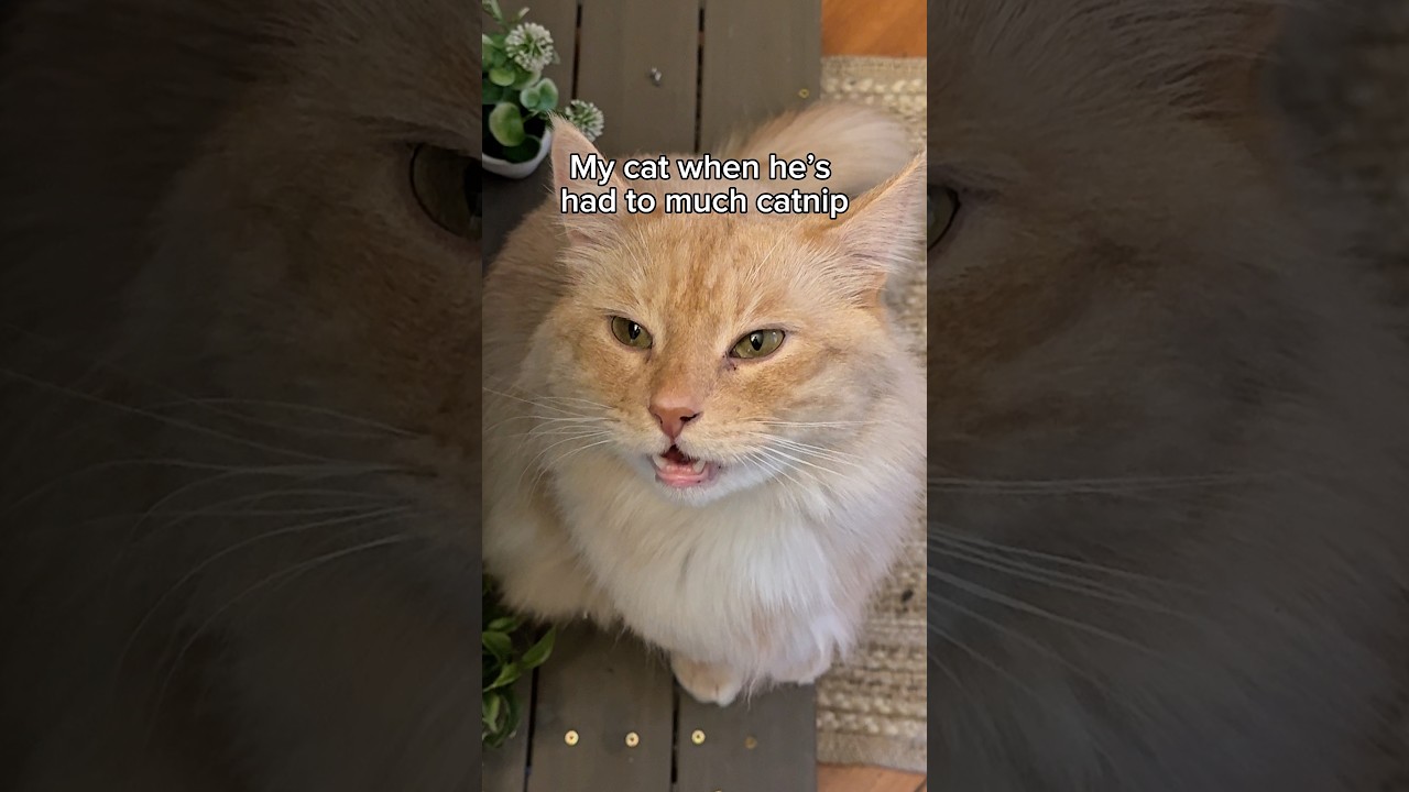 Waltuh needs to layoff the catnip 😬 