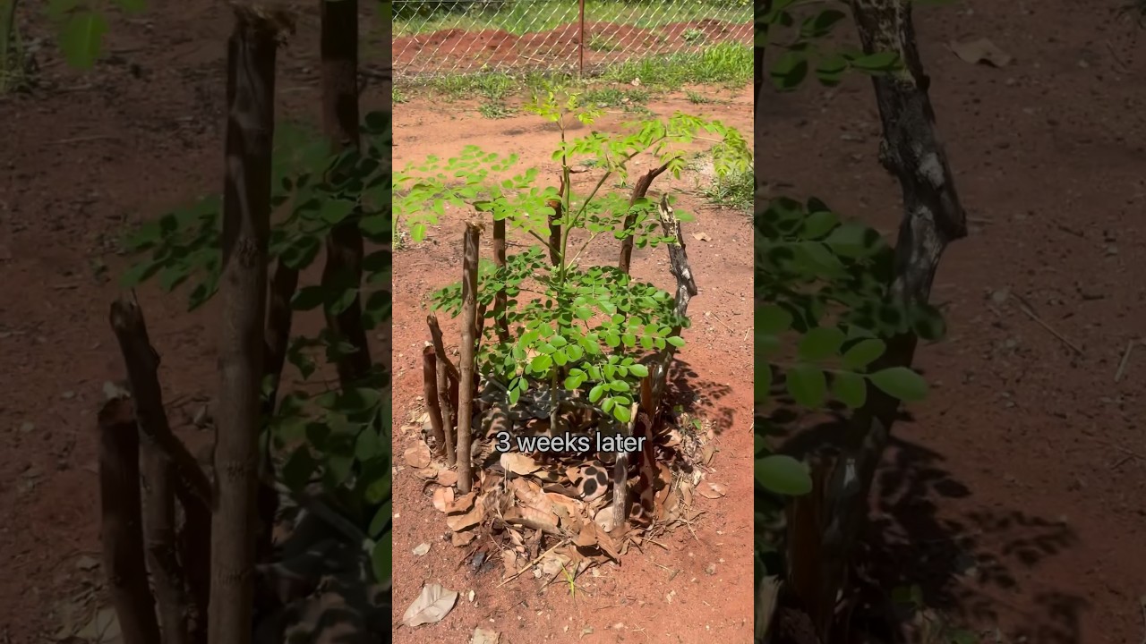 How to plant and make a moringa tree grow faster