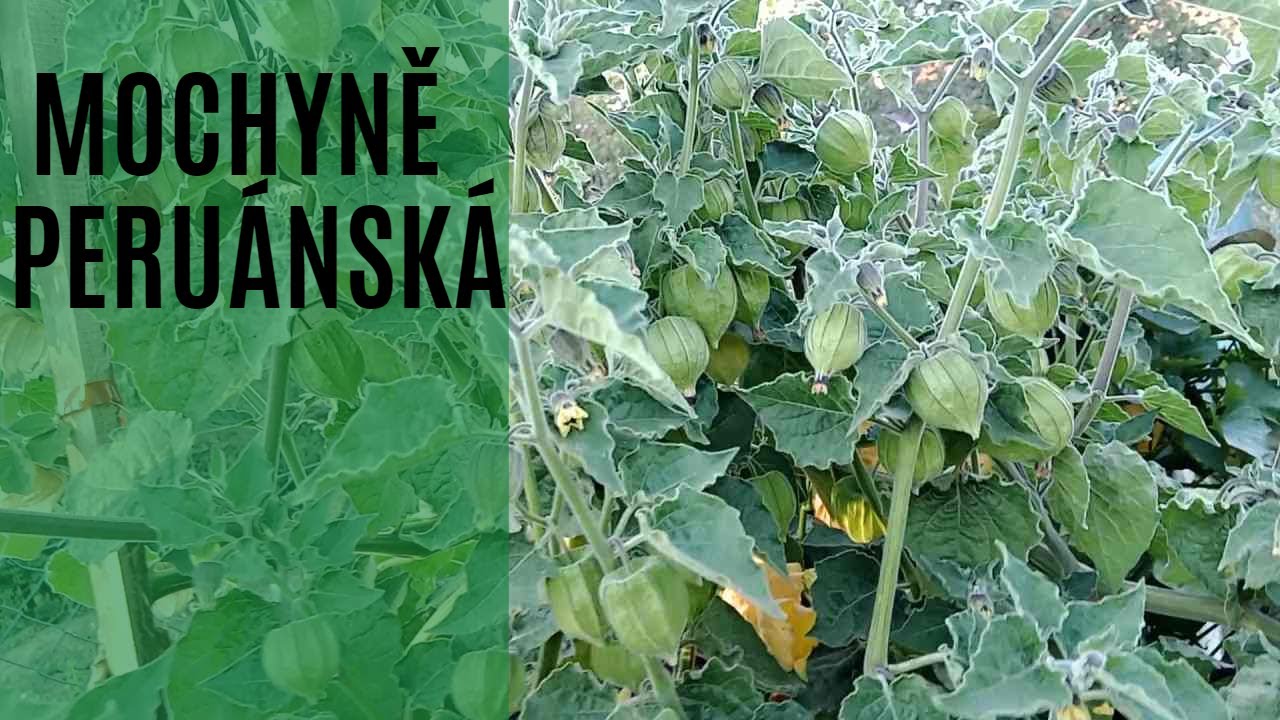Mochyně peruánská od vysazení po sklizeň