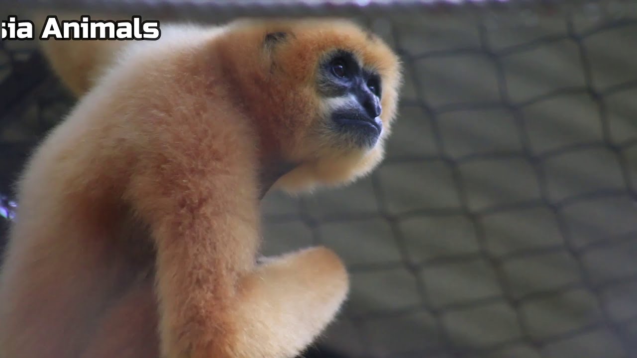 Yellow-cheeked Crested Gibbon Sound |Asia Animals|