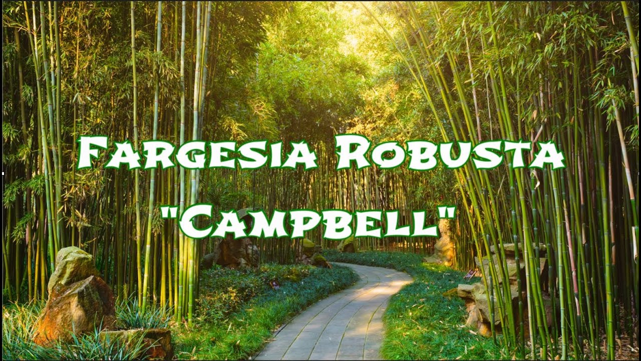 Fargesia robusta - Five years strong!  Bamboo Winter update