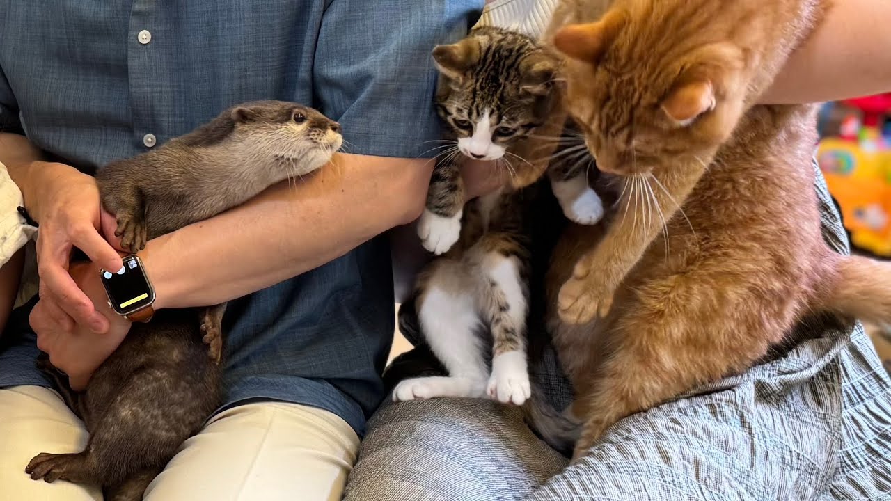カワウソさくら また家族が増えました Otter with an increasing number of families Otter has another family member!