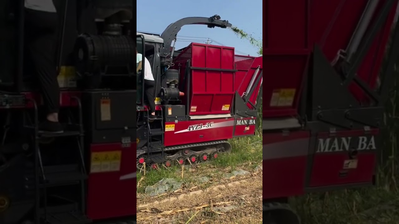 cut small pieces of corn to make natural fertilizer #popular #corn
