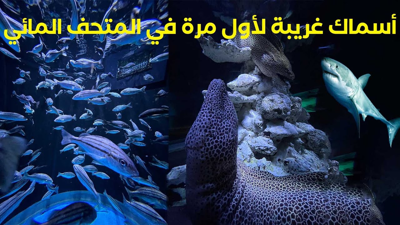 اسماك غريبة ومخيفة ..هل زرت المربى المائي من قبل ؟