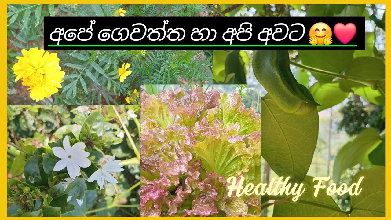 අපි සහ අපේ ගෙවත්ත ❤❤️🌿#ගෙවතුවගාව #srilanka#beautiful#garden#nature#4u#nswithroyalpro#youtube#ytviral