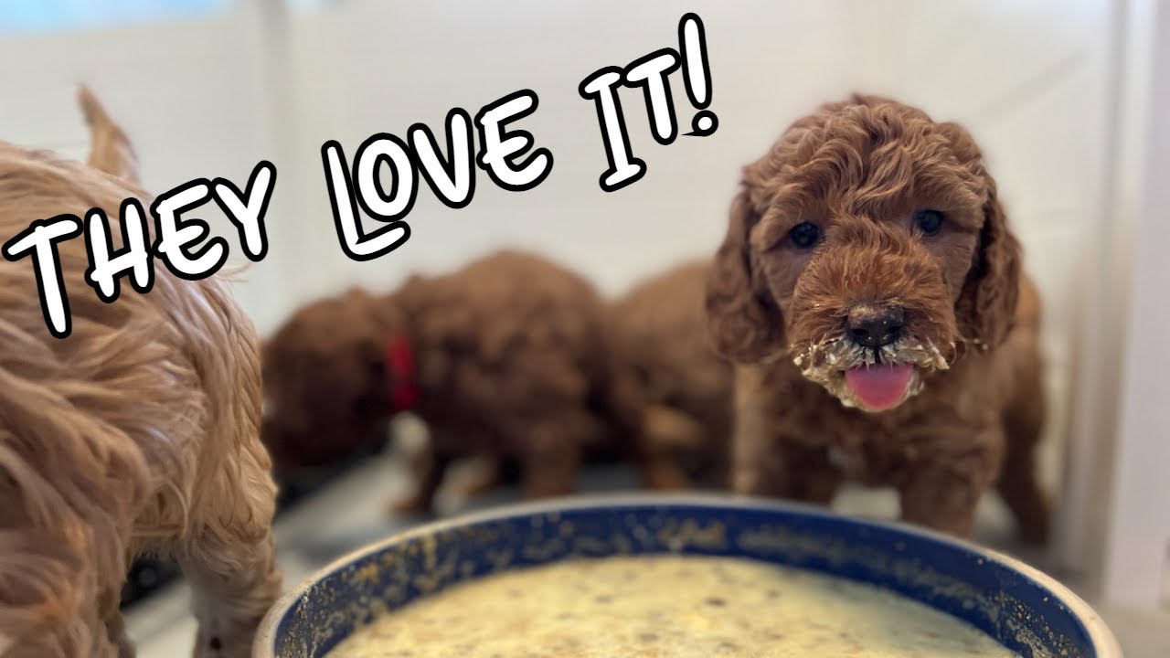 What To Feed Puppies At 4 Weeks Old