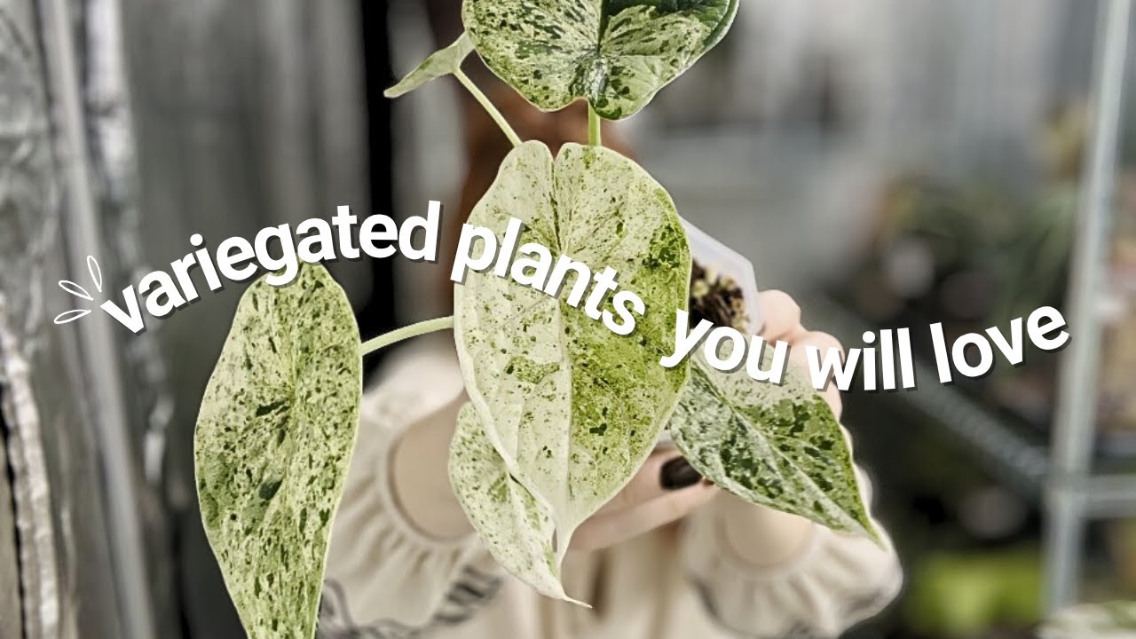 💚Beautiful Variegated Plants You Will Love - running a small plantshop