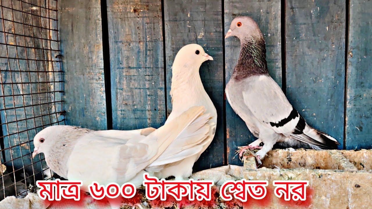 বাজি দেখিয়ে কবুতর সেল#pigeon #pigeonlaver #everyone #kabutar#viral 
