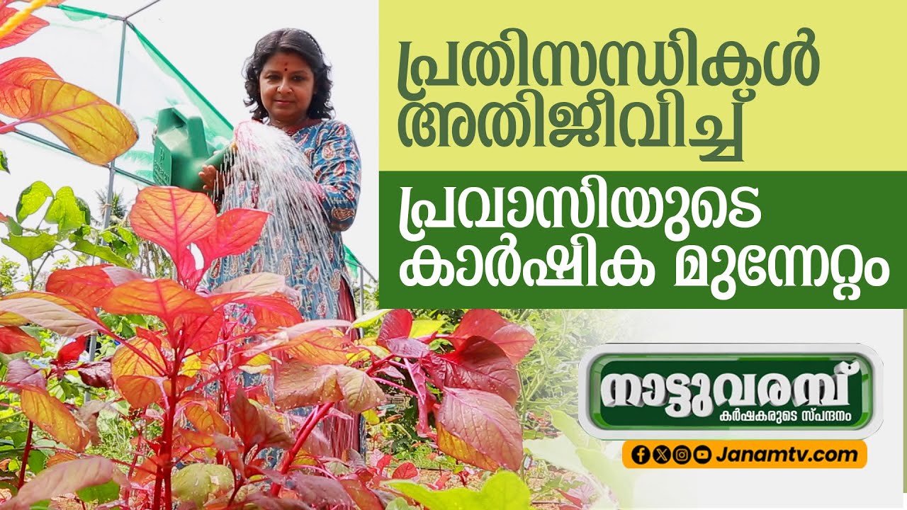 പ്രതിസന്ധികൾ അതിജീവിച്ച് പ്രവാസിയുടെ കാർഷിക മുന്നേറ്റം | #274 | NATTUVARAMBU