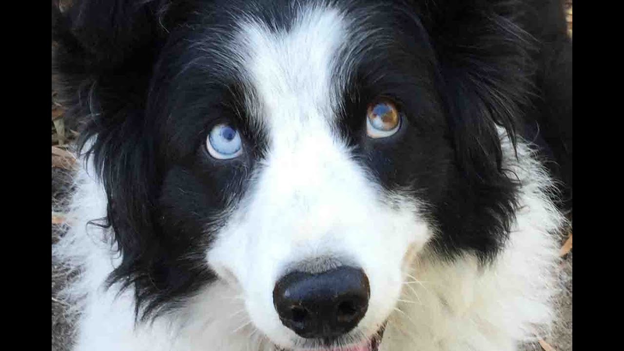 The Dog with the Moon in Her Eyes
