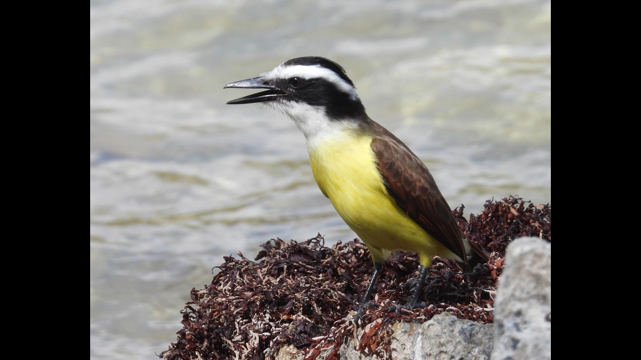 Birds near Riviera Maya, Mexico, Jan 2026