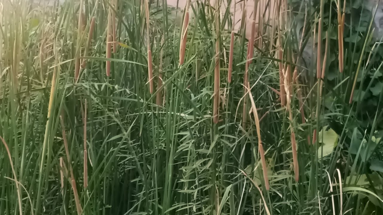 Weed management # Definition #advantages #disadvantages #Classification # Part 1(in Hinglish)