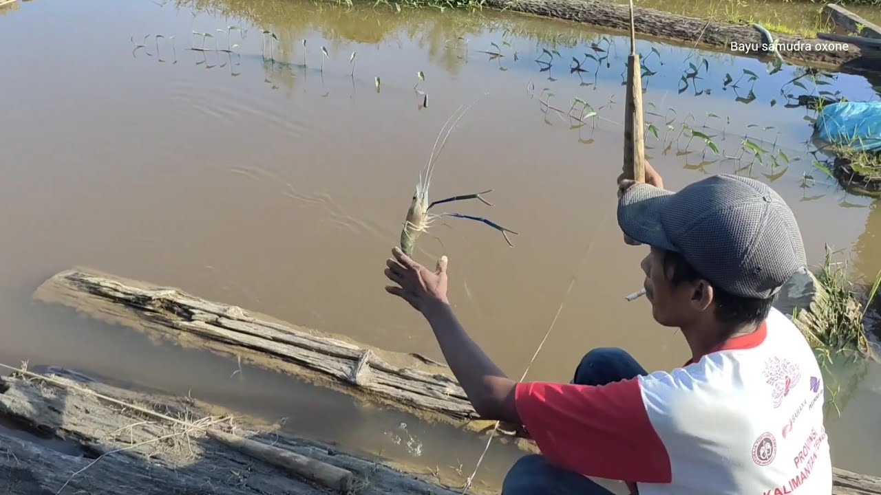 Kalimantan, MANCING, DAPAT UDANG GALA, SUPER GRADE A