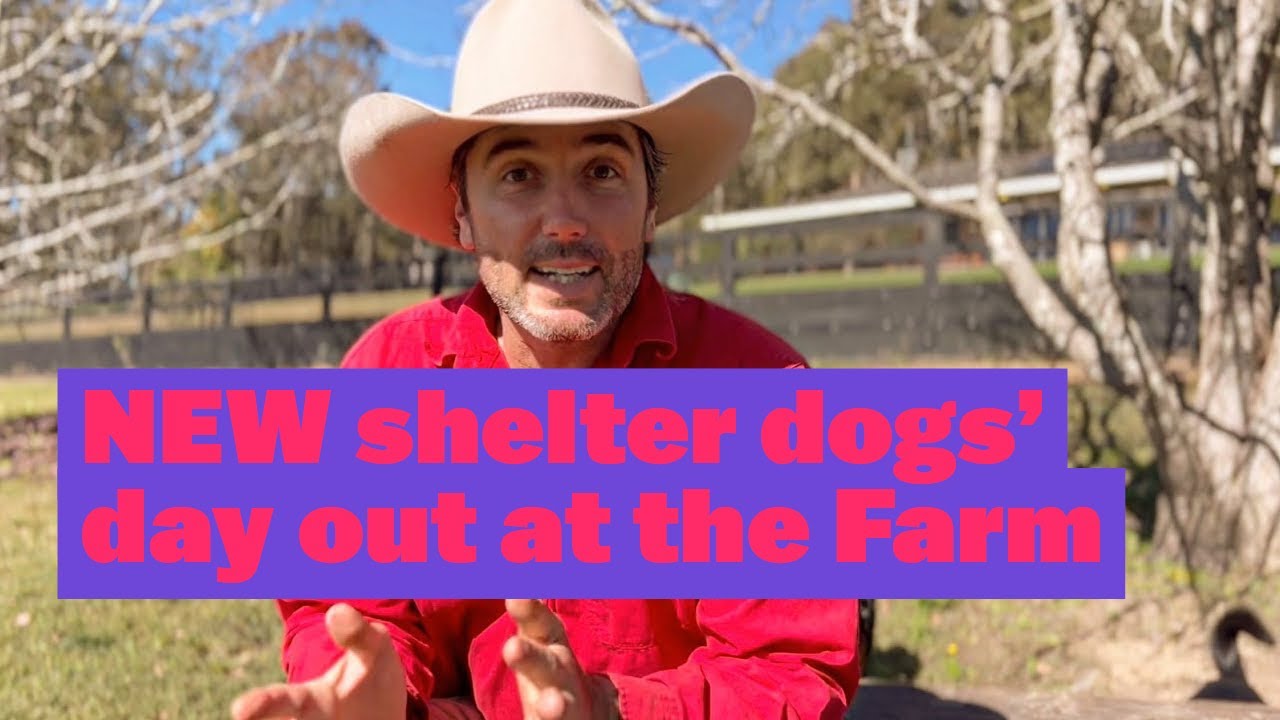 NEW Shelter Dogs&rsquo; Day Out at the Farm