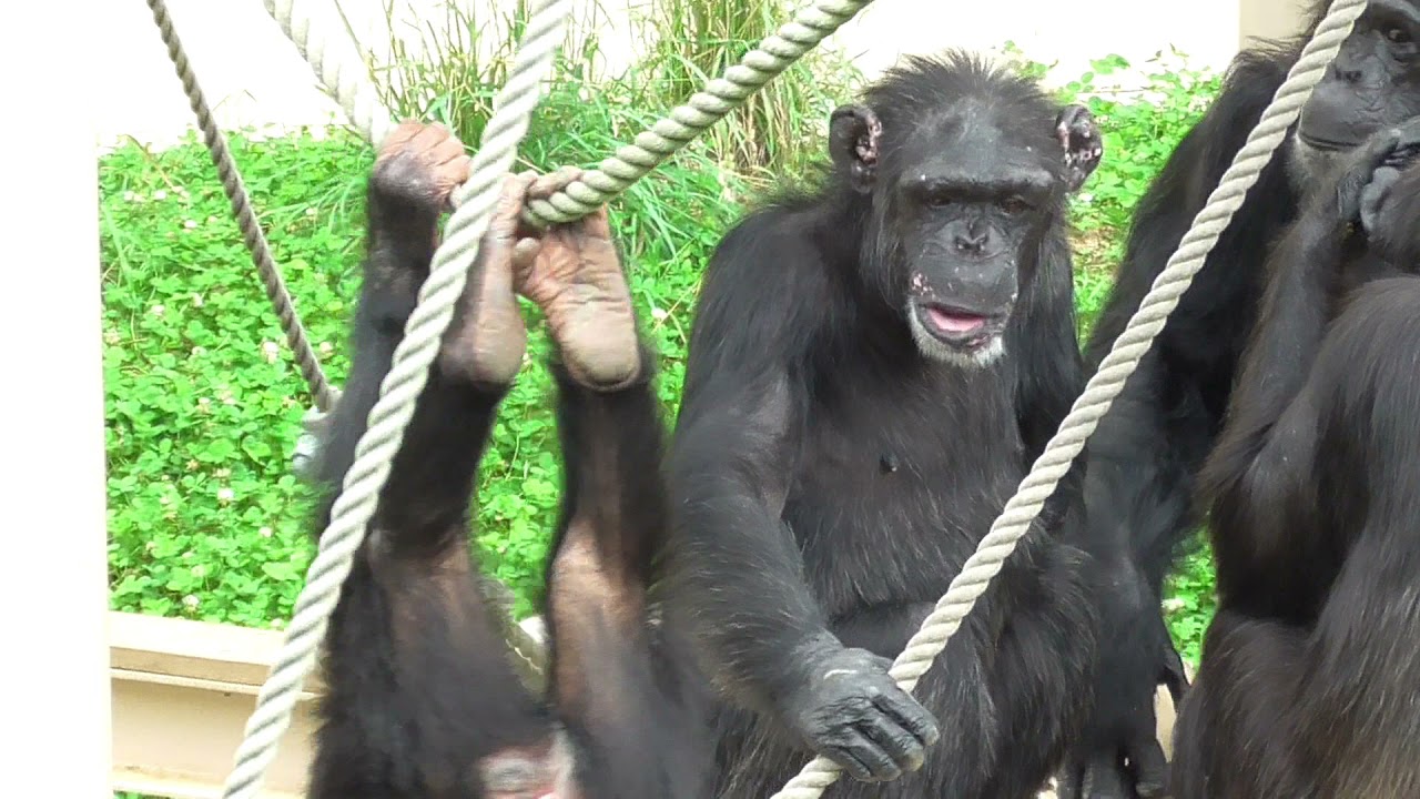 One-armed chimpanzee, screaming and angry after being slapped by her twin sisters❗