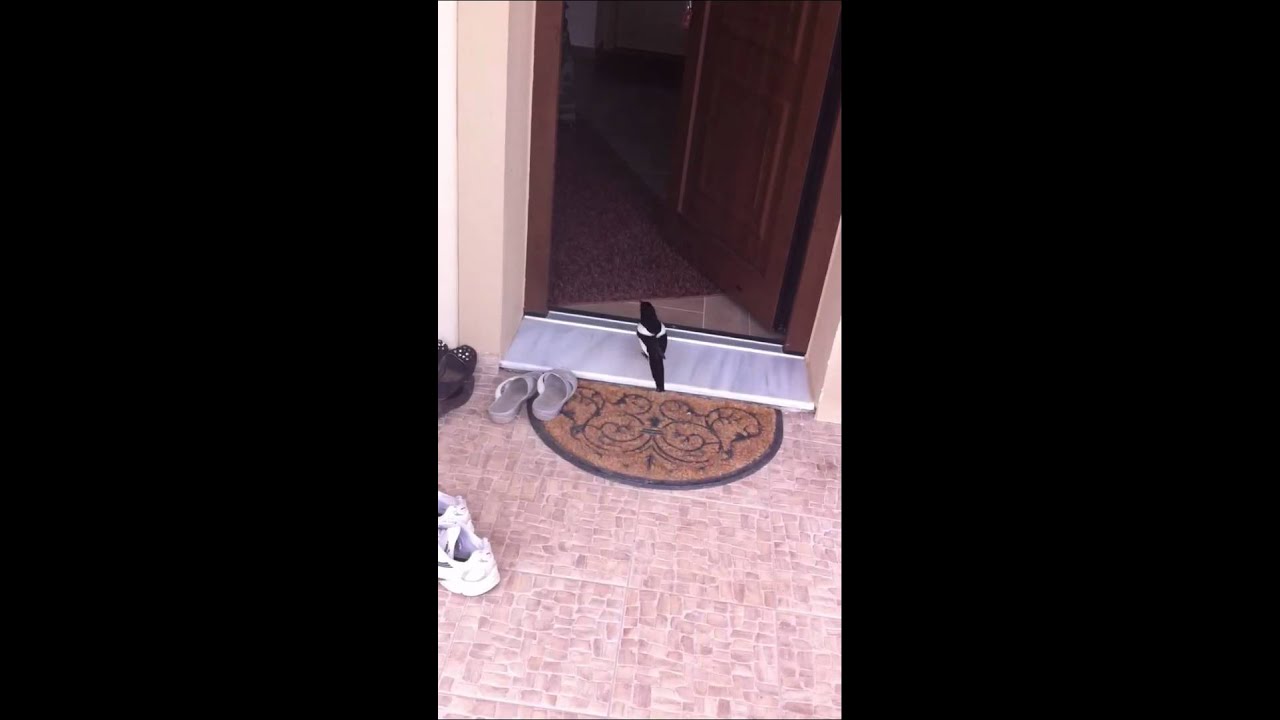 Ήμερη καρακάξα 2