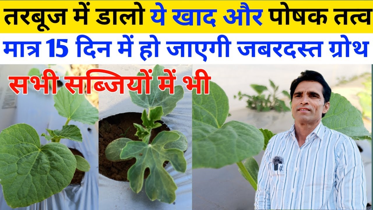 मात्र 15 दिन में होगी तरबूज की जबरदस्त ग्रोथ डालो यह खाद उर्वरक और पोषक तत्व | tarbooj me drenching