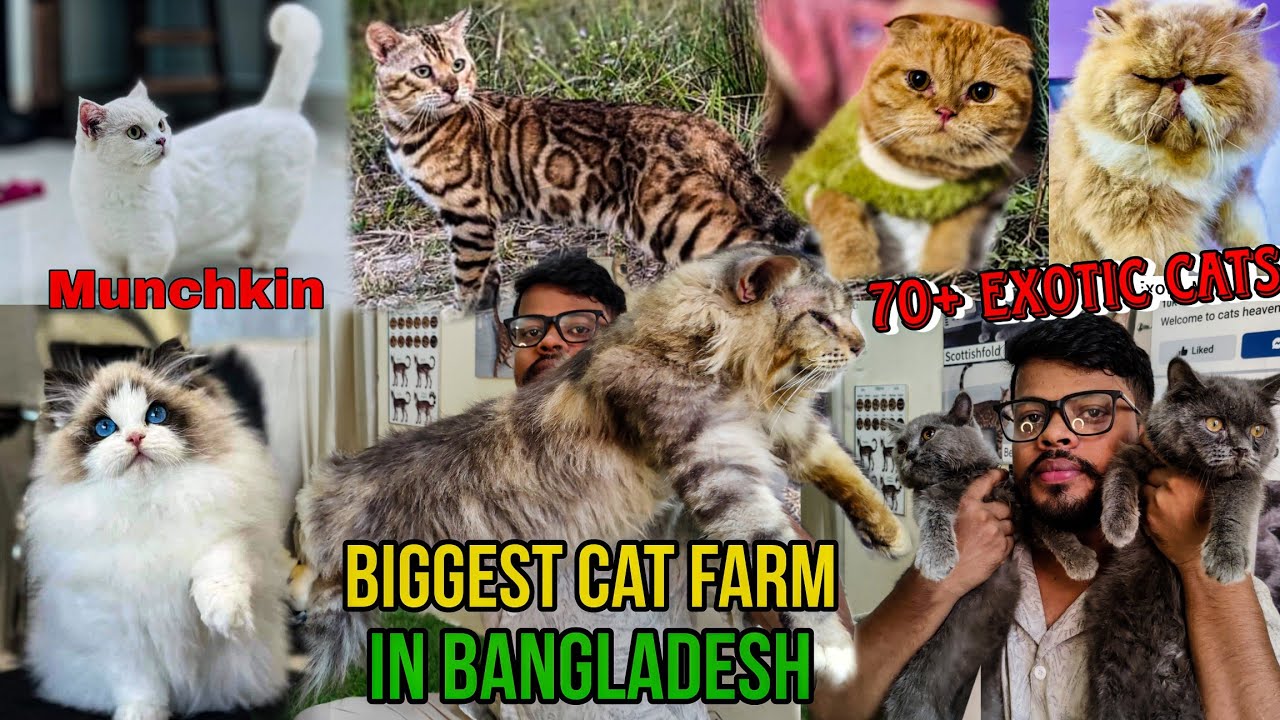 সবচেয়ে বড় বিদেশী বিড়ালের খামার_70+ exotic cats_Mainacoon cat, british short hair, Scottish fold